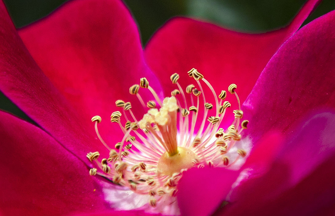 Stop and smell the roses